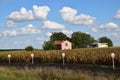 Zrenjanin Serbia corn field Royalty Free Stock Photo