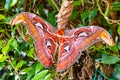 ZSL Butterfly paradise London Zoo. Attacus atlas, Atlas moth