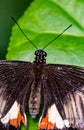 ZSL Butterfly Paradise London Zoo. Close up of papilio polytes Royalty Free Stock Photo