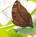 ZSL Butterfly Paradise London Zoo. The common duffer or oakleaf Royalty Free Stock Photo