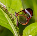 ZSL Butterfly Paradise London Zoo. the glasswing butterfly, greta oto Royalty Free Stock Photo
