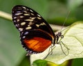 ZSL Butterfly Paradise London Zoo. Golden heliconius, Heliconius hacale