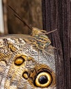 ZSL Butterfly Paradise London Zoo. Owl butterfly Royalty Free Stock Photo