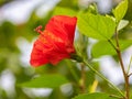 ZSL Butterfly paradise London Zoo. Scarlet re Hibiscus flower.