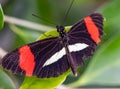 ZSL Butterfly Paradise London Zoo. The small postman butterfly