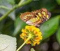 ZSL butterfly Paradise London Zoo. Undersurface of yellow zinnia flower with Malachite butterfly. Royalty Free Stock Photo