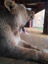 ZSL london zoo lion Royalty Free Stock Photo