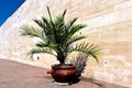 Zsolnay museum in Pecs, Hungary. green palm tree planted in large clay pot. stone wall background.