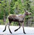 Young Moose Calf Royalty Free Stock Photo