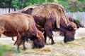 Zubr Bison bonasus / European bison called wisent, zoological garden, Troja district, Prague, Czech republic