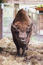 Zubr or European bison. In captivity