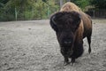 Zubr, or European bison Royalty Free Stock Photo