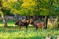 Zubr - european bison, Poland