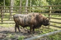Zubron - hybrid of domestic cattle and european bison