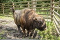 Zubron - hybrid of domestic cattle and european bison