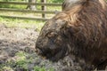 Zubron - hybrid of domestic cattle and european bison