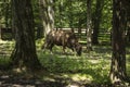 Zubron - hybrid of domestic cattle and european bison