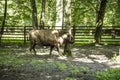 Zubron - hybrid of domestic cattle and european bison