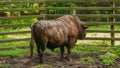 Zubron. A hybrid of domestic cattle and wisent.