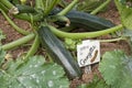 Zucchini (also known as courgette) growing in a vegetable garden