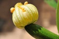 Zucchini Blossom