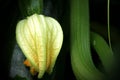 Zucchini blossom