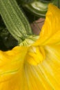 Zucchini blossom, closeup shot taken outside