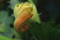 Zucchini Blossom