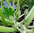 Zucchini blossom. Vegetable garden. Buds, leaves, stems, earth