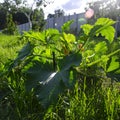 A zucchini bush with large leaves and yellow flowers grows in the summer garden