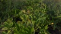 Zucchini bushes planted in the kailyard.