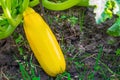 Zucchini courgette in the bed close-up. Home gardening