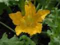 Zucchini Or Courgette Flower In Bloom