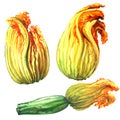 Zucchini, courgette flower, yellow pumpkin flowers, isolated, hand drawn watercolor illustration on white Royalty Free Stock Photo