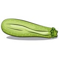 Zucchini or courgette vector isolated on background. Vegetable icon