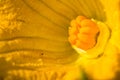 Zucchini Cucurbita pepo big beautiful yellow flower close up. Flowering zucchini in the vegetable garden. Zucchinis flower growi