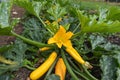 Zucchini cucurbita pepo plant