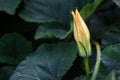 Zucchini Cucurbita pepo yellow flower and green leaves. Close up. Flowering zucchini in the vegetable garden. Zucchinis flower d Royalty Free Stock Photo