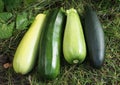 Zucchini of different varieties and shades of green