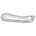 Zucchini drawn vector illustration. zucchini isolated Royalty Free Stock Photo