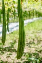 Zucchini Farm, fresh zucchini Royalty Free Stock Photo