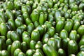 Zucchini at a farmers' market Royalty Free Stock Photo