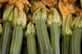 Zucchini flower Royalty Free Stock Photo