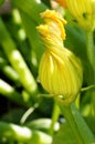 Zucchini flower Royalty Free Stock Photo