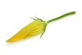 Zucchini flower