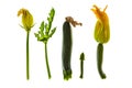 Zucchini and zucchini flower at different growth stages Royalty Free Stock Photo