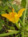 Zucchini flower fresh  yellow on the plant Royalty Free Stock Photo