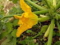 Zucchini flower fresh  yellow on the plant Royalty Free Stock Photo