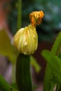 zucchini flower on the fruit at a plant in the vegetable garden, selective focus Royalty Free Stock Photo