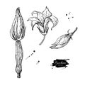 Zucchini flower hand drawn vector illustration set. Veg